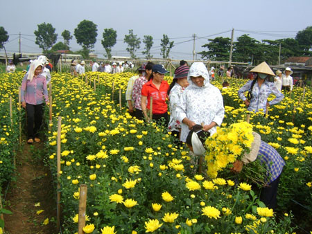 Hoa dừa cạn rủ, hoa dua can ru, hoa Tết, hoa Tet, hạt giống hoa, hoa treo, dạ yến thảo, hoa treo ban công, hạt giống hoa oải hương, bán hạt giống hoa oải hương, hat giong hoa oai huong, hạt giống  chất lượng cao, hat giong hoa , hat giong hoa chat luong cao, hoa trong tham, hoa trong chau,